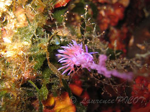 limace Flabellina affinis et ponte.JPG - ici la flabelline est en train de pondre ( le cordon violet c'est la ponte)